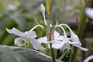 eucharis