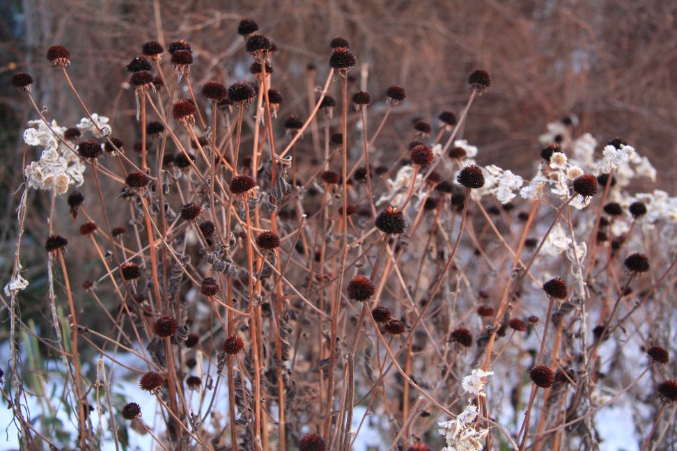 farby rudbekia