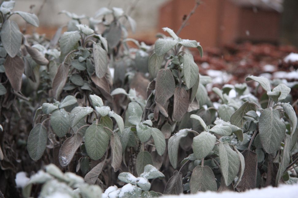 farby salvia