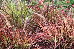 farebne penissetum