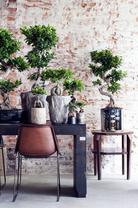 ficus micro1