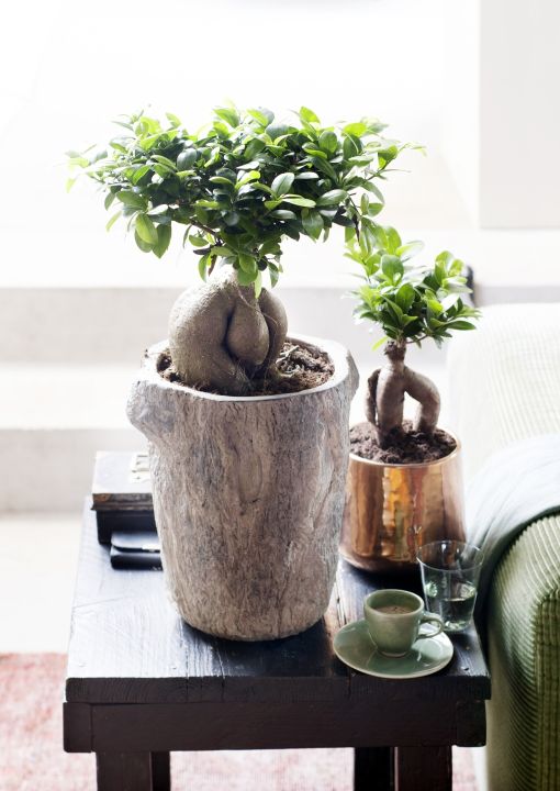 ficus micro2