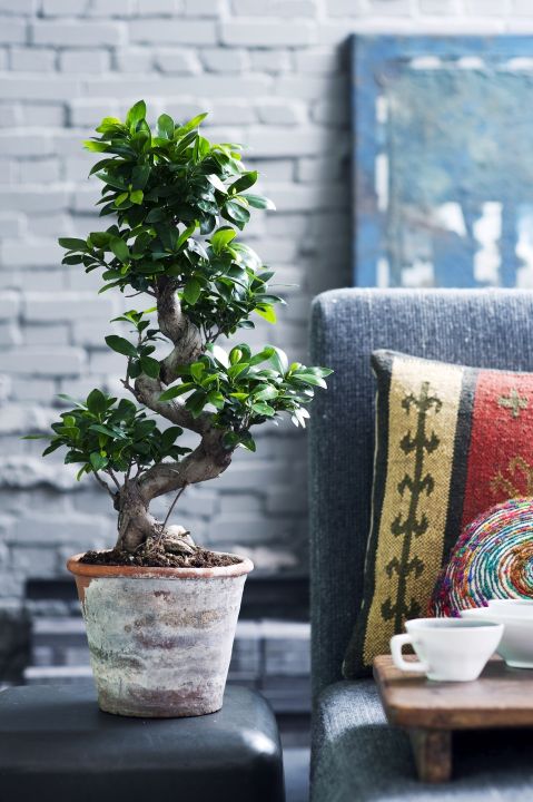ficus micro4