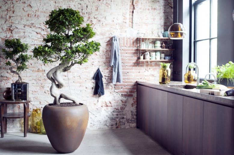 ficus mocro velky perex