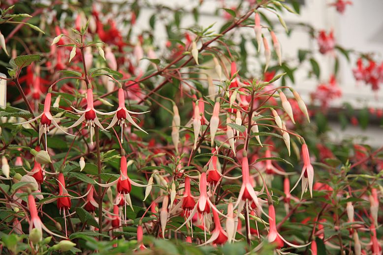 fuksia2
