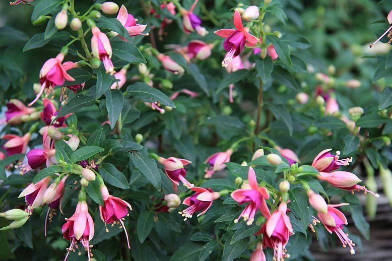 fuksia velka