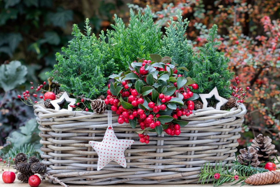 gaultheria 2021 2
