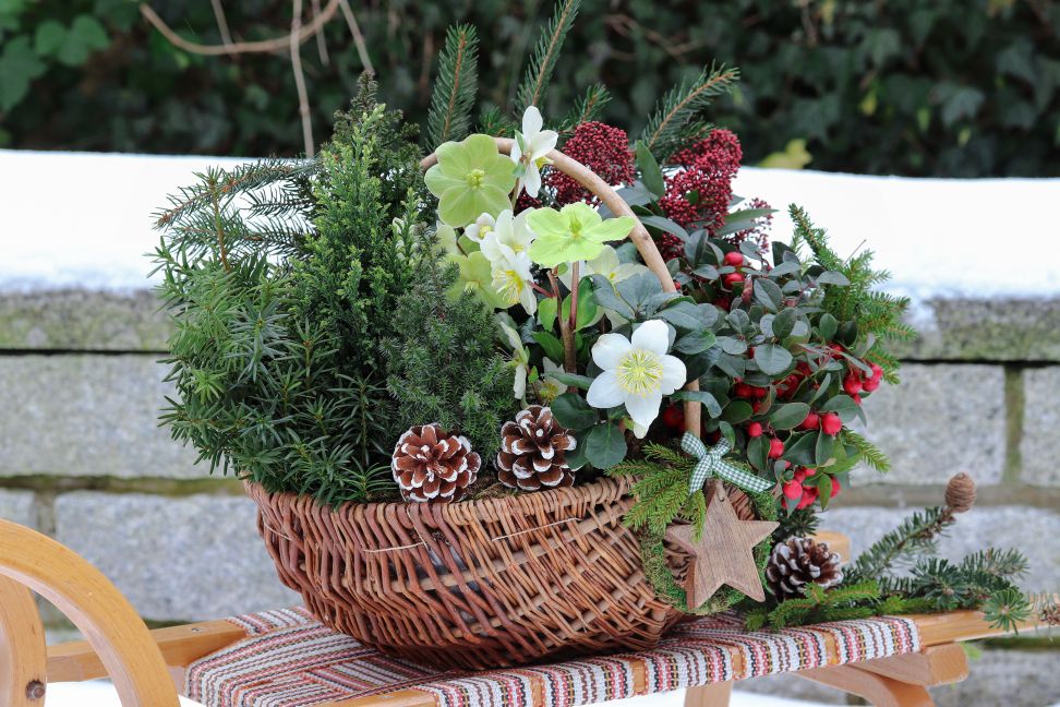 gaultheria 2021 3