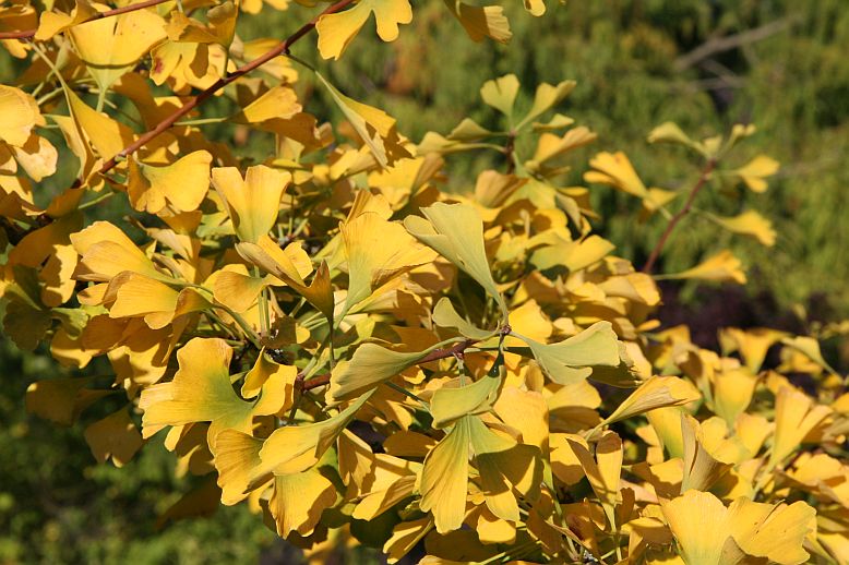 ginko