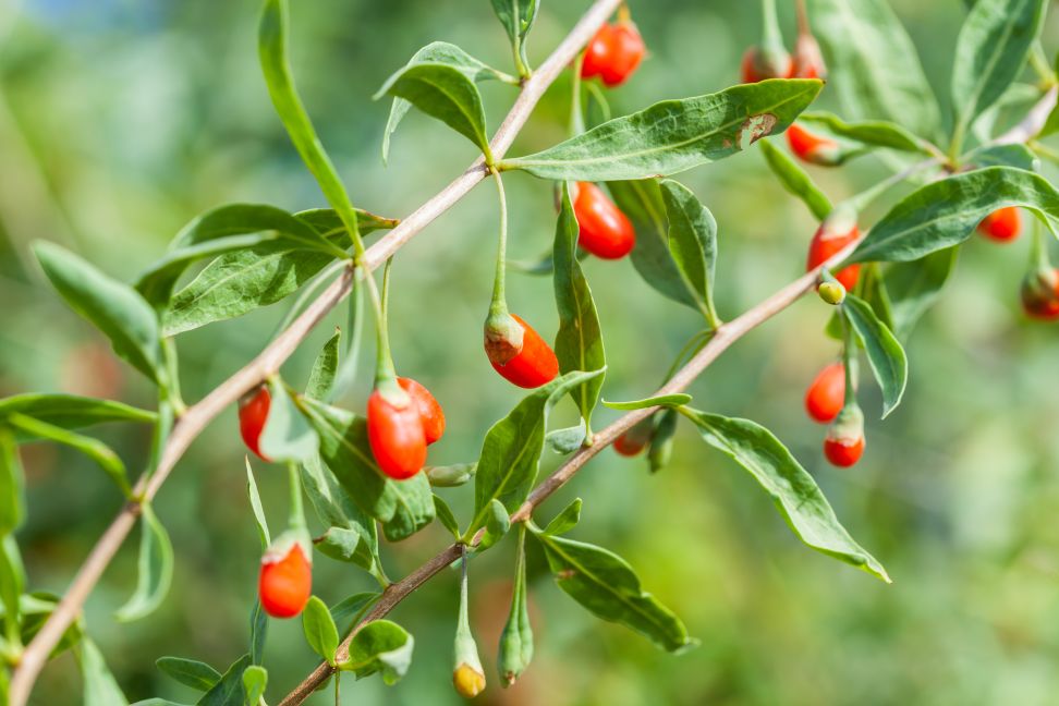 goji 1