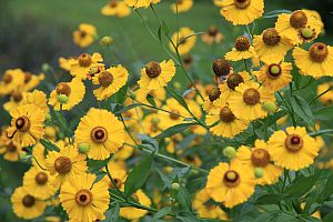 helenium