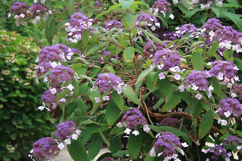 hortenzia2