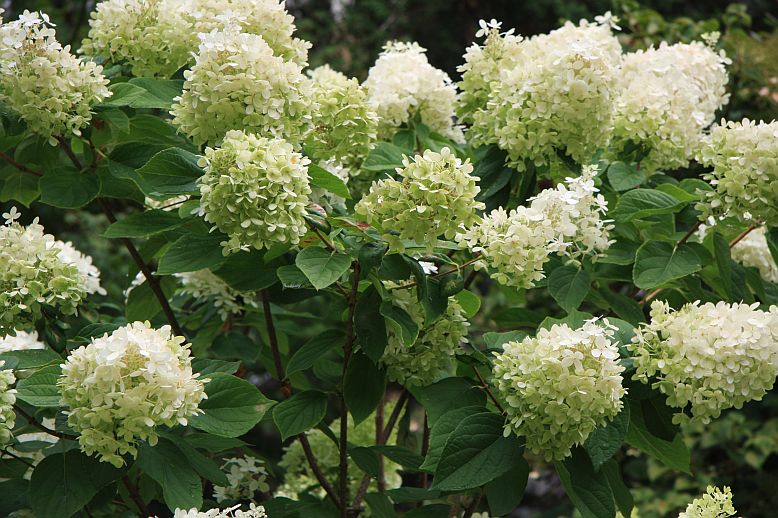 hortenzia3