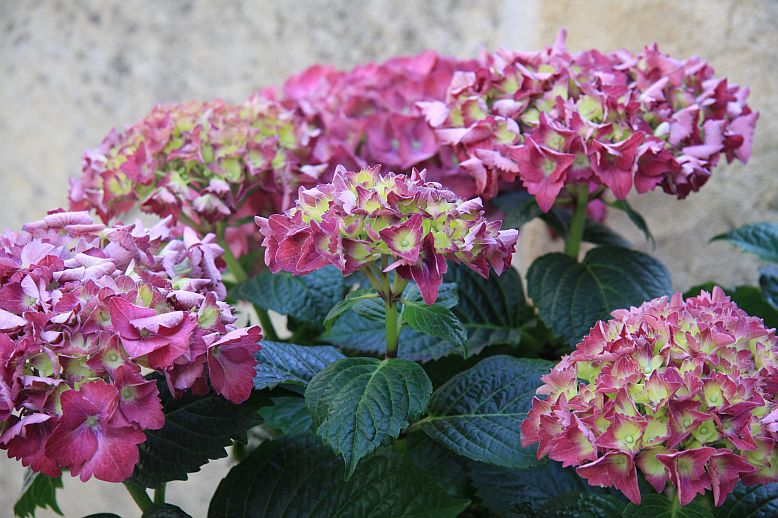 hortenzia stred