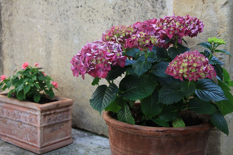 hortenzie32019