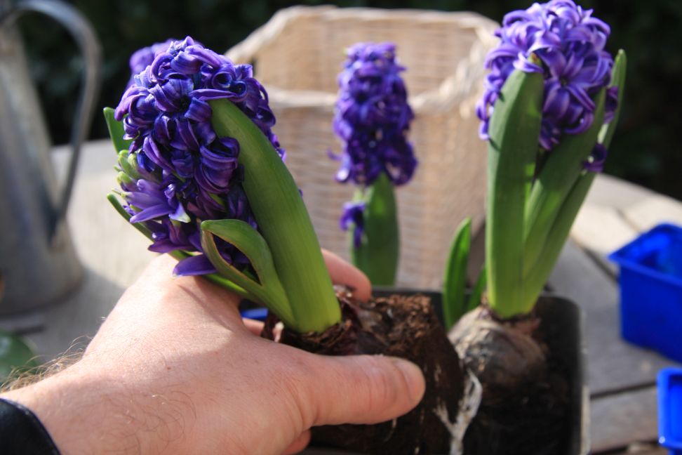 hyacint sadenie