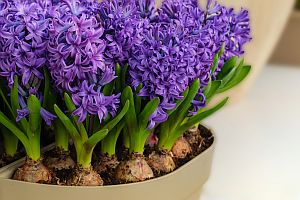 hyacinty maly perex