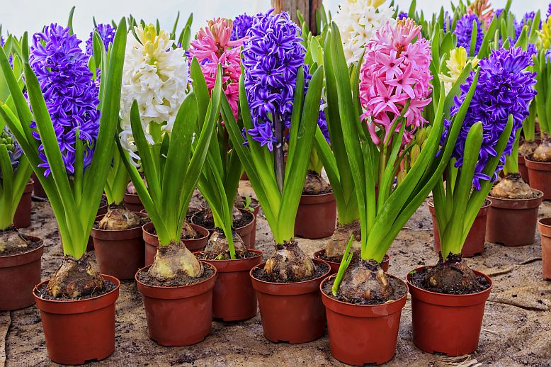 hyacinty velke1