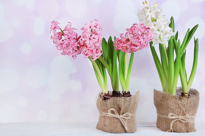 hyacinty velke2