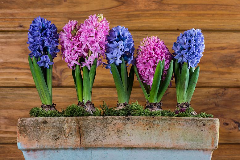 hyacinty velke3