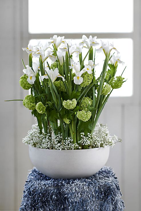 iris1
