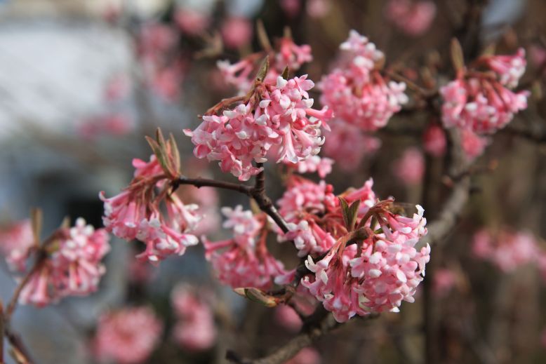 kalina fragrans c