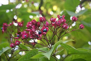 klerodendron