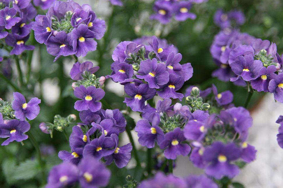 nemesia 7