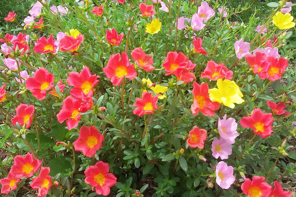 portulaka