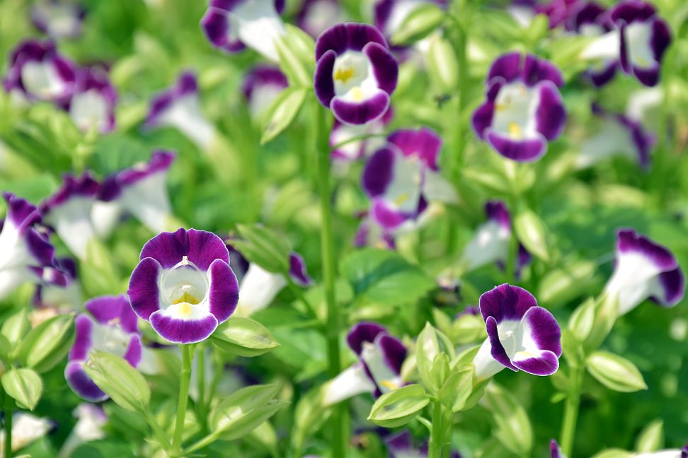 torenia