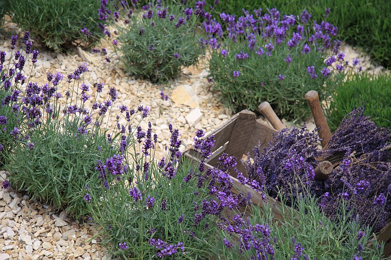 levandula1