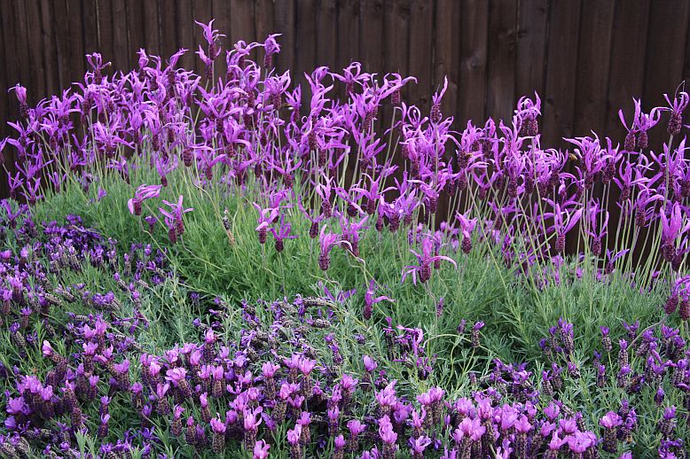 levandula2