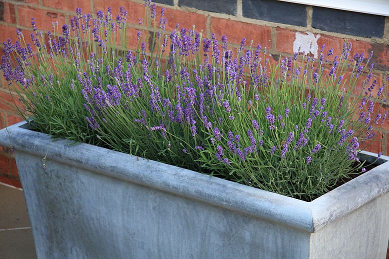 levandula3