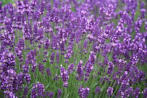 levandula uvod