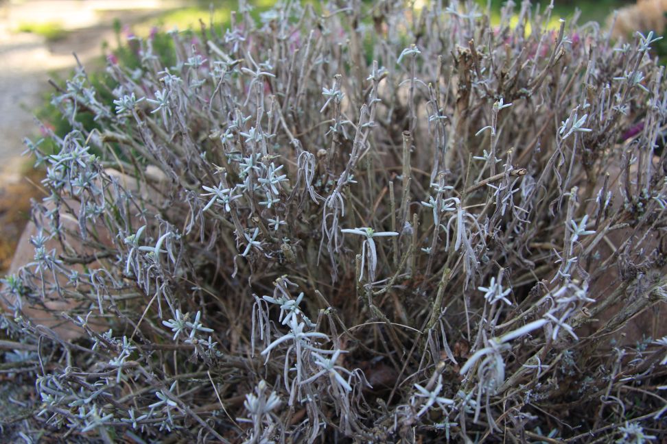 levandula vysledok