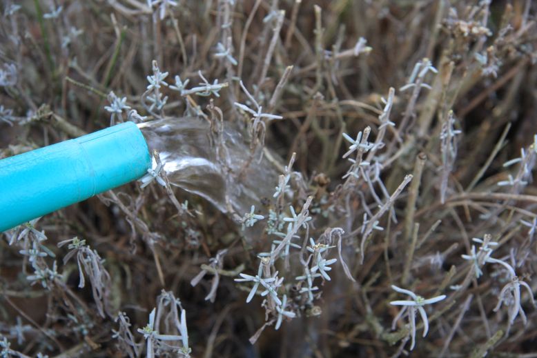 levandula zalievka