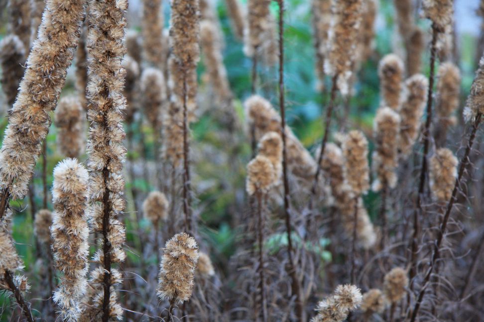 liatris2019
