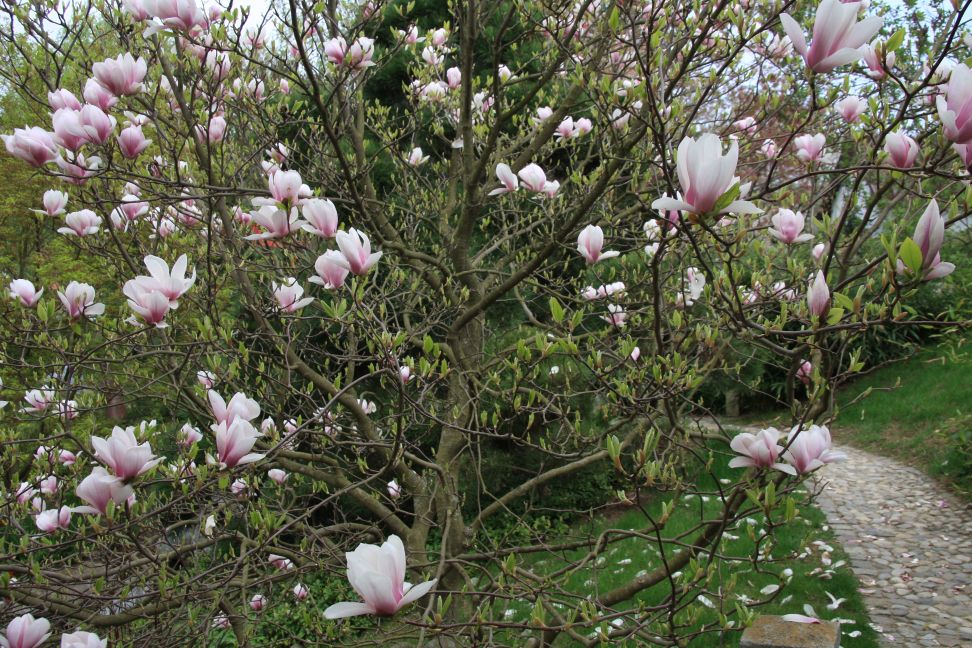 magnolia2019