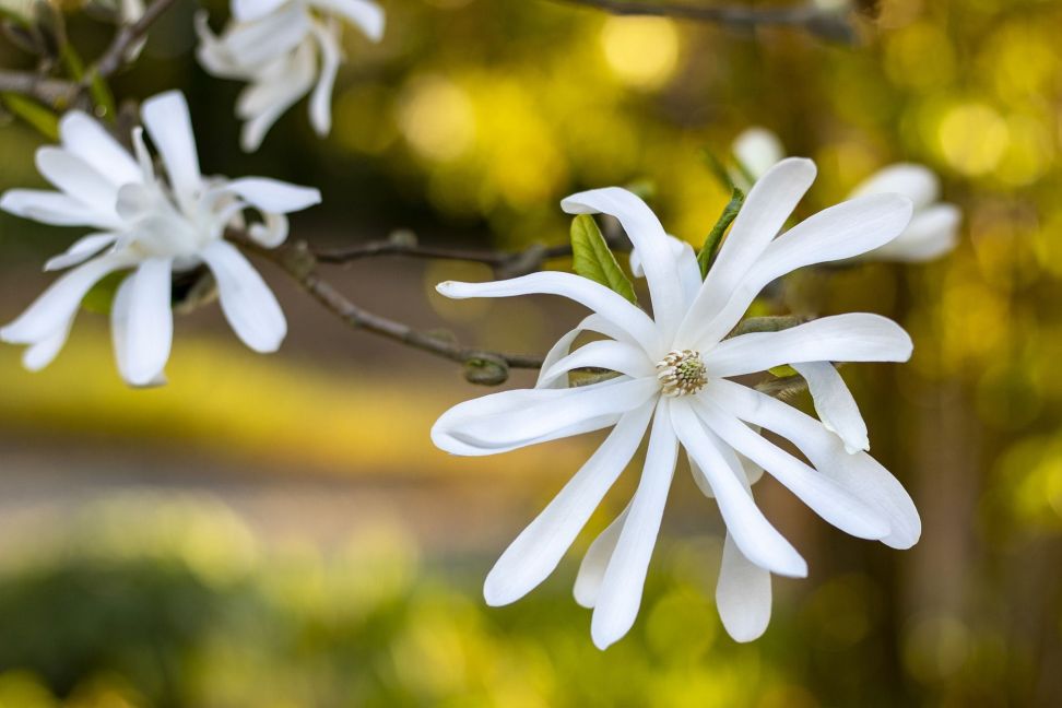 magnolia hviezdokveta