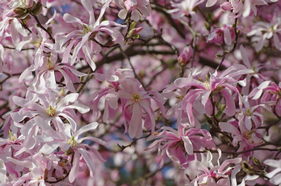 magnolia hviezdokvetaR