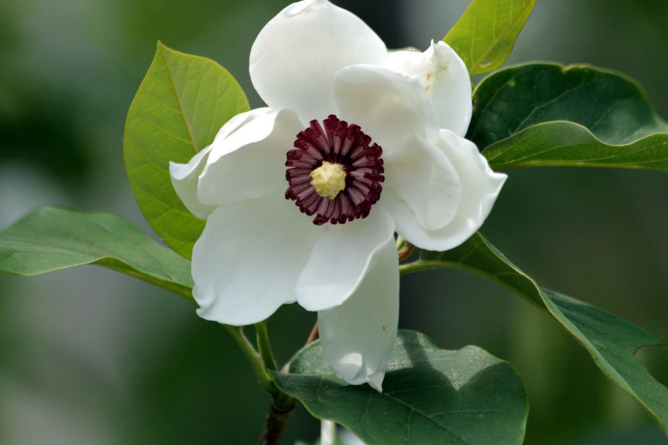 magnolia sieboldii