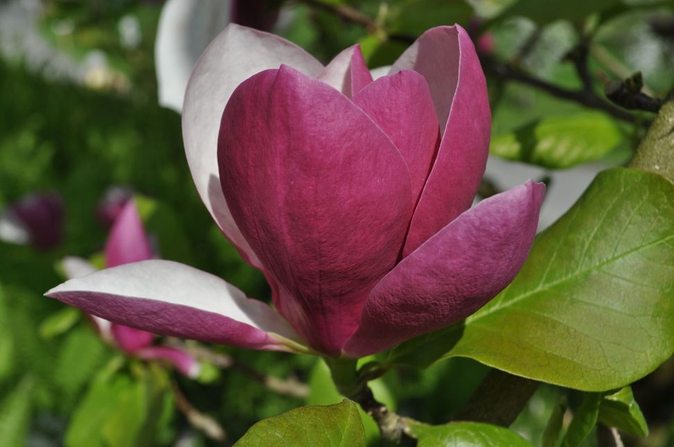 magnolia soulangova