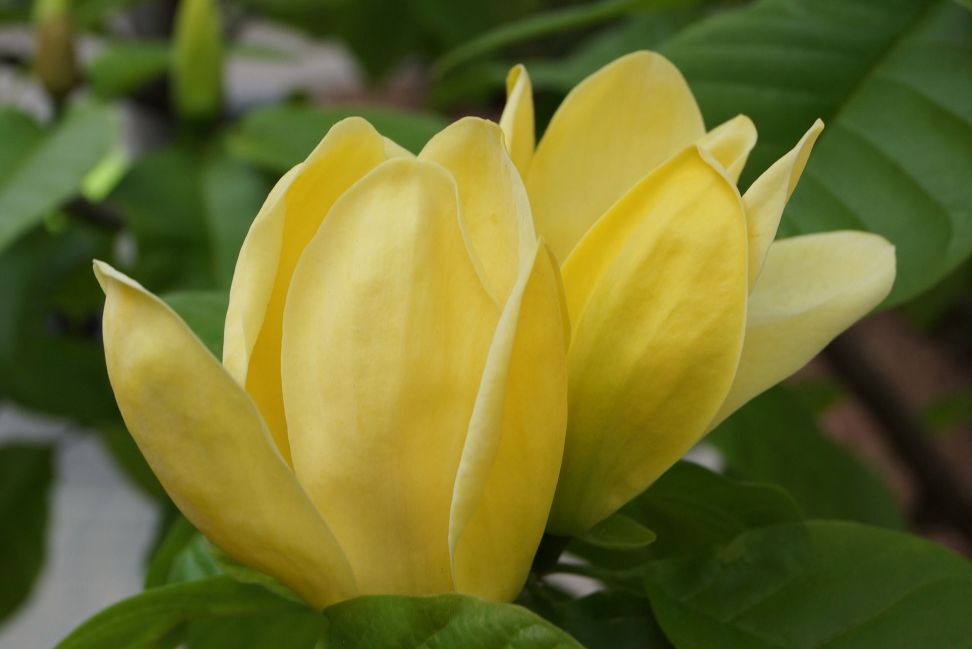 magnolia zltokvitnuca