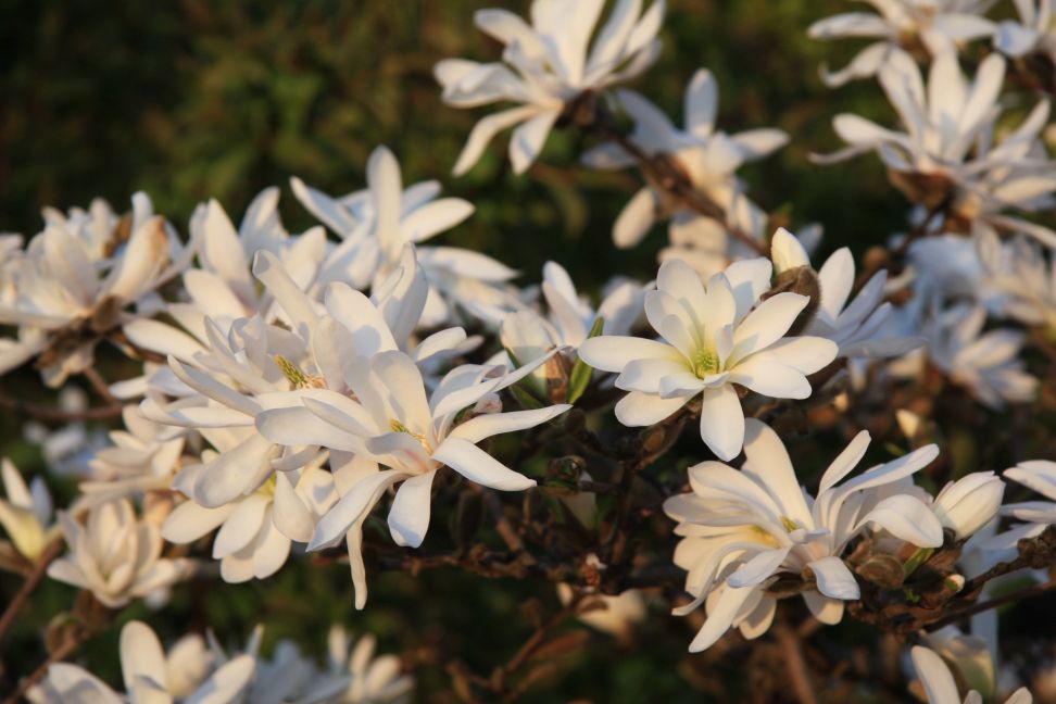 magnoliastel 2020