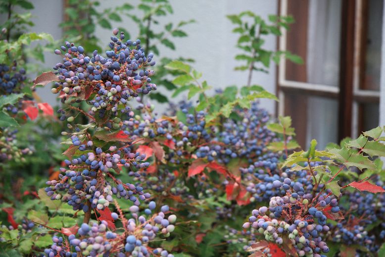 mahonia