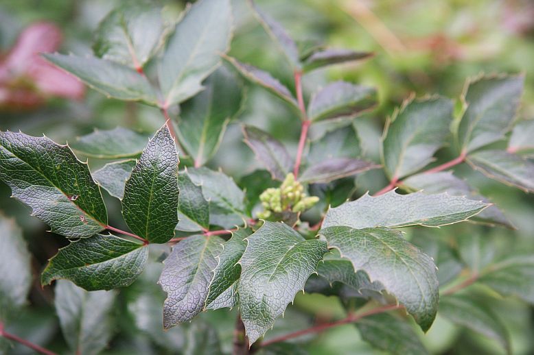 mahonia201