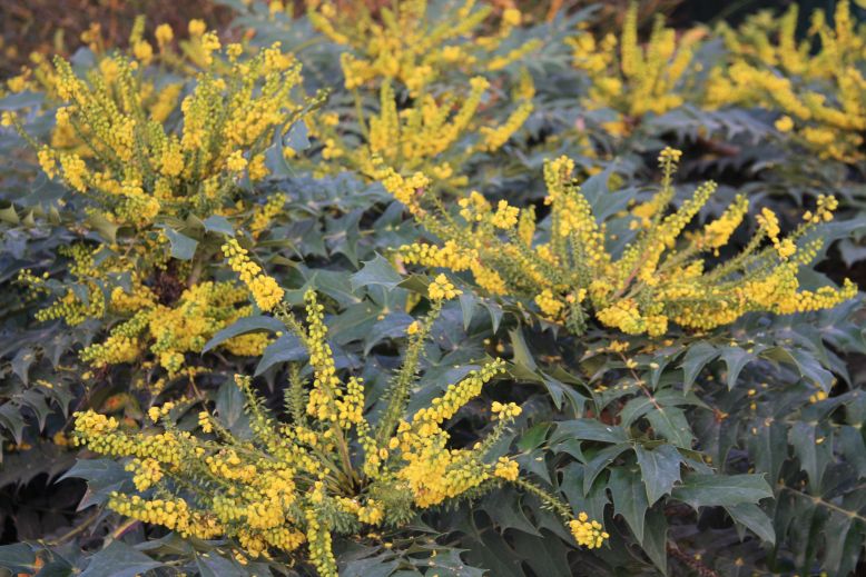 mahonia media c