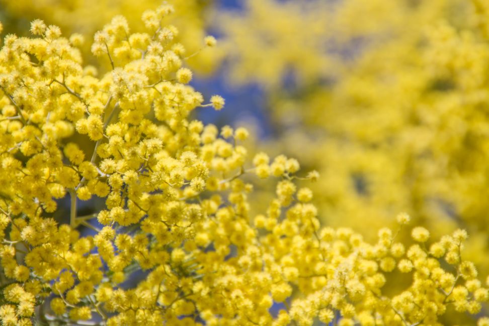 mimoza