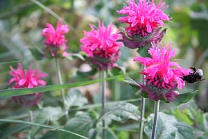 monarda