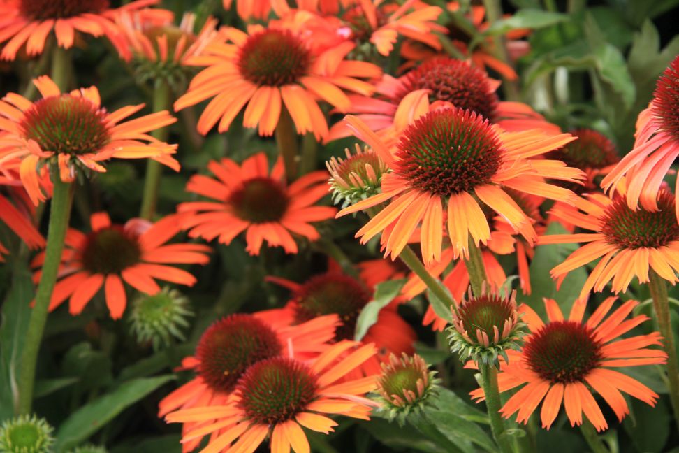 oranžova echinacea